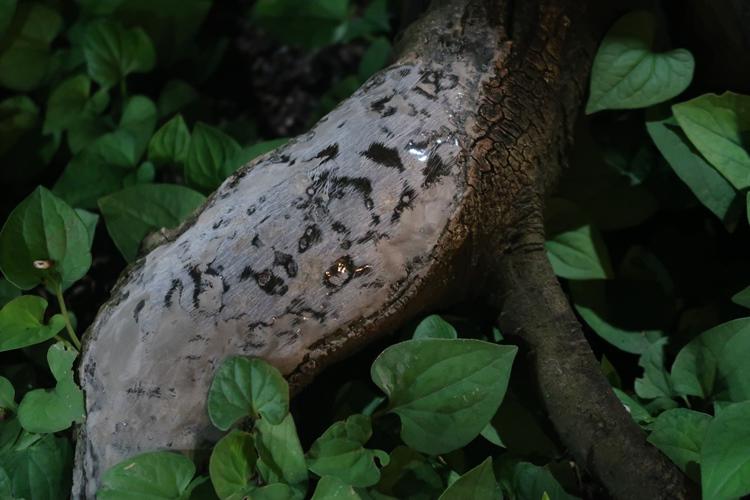 Cận cảnh cây khế hình đầu heo được rao bán giá nửa tỷ đồng ở Sài Gòn-3