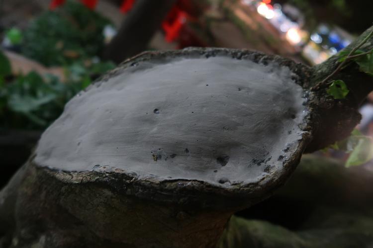 Cận cảnh cây khế hình đầu heo được rao bán giá nửa tỷ đồng ở Sài Gòn-4