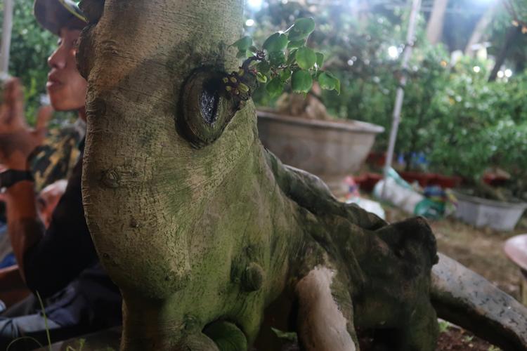 Cận cảnh cây khế hình đầu heo được rao bán giá nửa tỷ đồng ở Sài Gòn-9