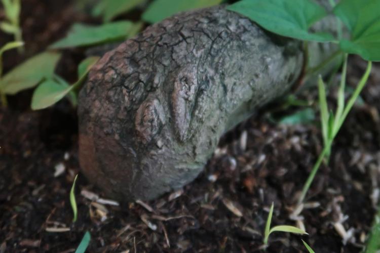 Cận cảnh cây khế hình đầu heo được rao bán giá nửa tỷ đồng ở Sài Gòn-6