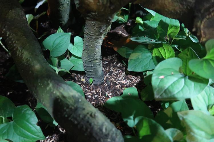 Cận cảnh cây khế hình đầu heo được rao bán giá nửa tỷ đồng ở Sài Gòn-7