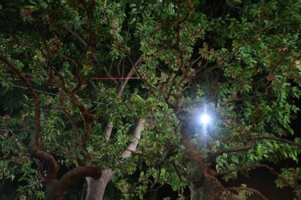 Cận cảnh cây khế hình đầu heo được rao bán giá nửa tỷ đồng ở Sài Gòn-8