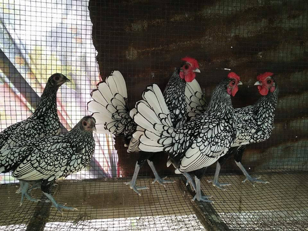 Có tiền cũng khó mua loại gà bé tý giá gần chục triệu đồng/cặp-2