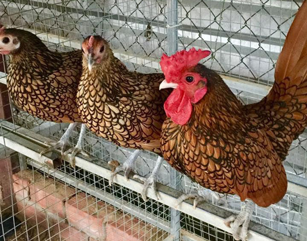 Có tiền cũng khó mua loại gà bé tý giá gần chục triệu đồng/cặp-3