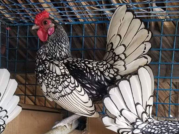 Có tiền cũng khó mua loại gà bé tý giá gần chục triệu đồng/cặp-1