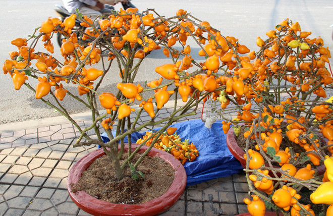 Quả độc chết người cúng ông bà ngày Tết: Liều mạng cầu giàu sang-3