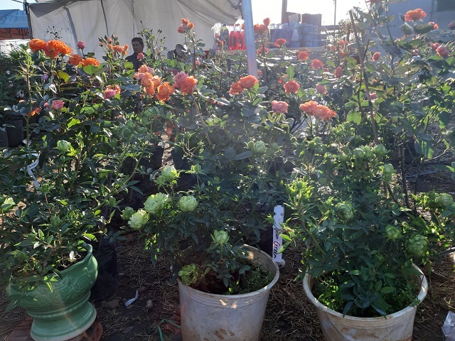 29 Tết thu 400 triệu: Chiều 30 Tết, 9X mới nghỉ để đếm tiền-2