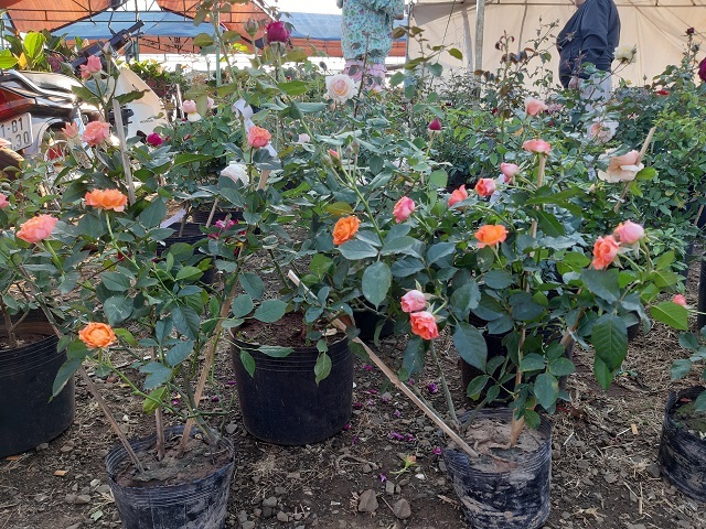 29 Tết thu 400 triệu: Chiều 30 Tết, 9X mới nghỉ để đếm tiền-3