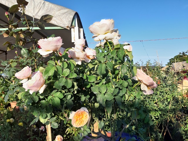 29 Tết thu 400 triệu: Chiều 30 Tết, 9X mới nghỉ để đếm tiền-4