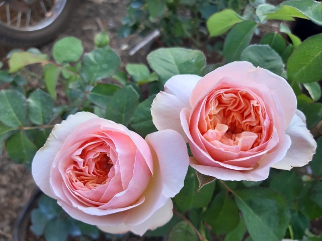 29 Tết thu 400 triệu: Chiều 30 Tết, 9X mới nghỉ để đếm tiền-5