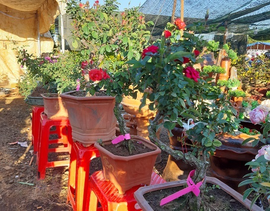 29 Tết thu 400 triệu: Chiều 30 Tết, 9X mới nghỉ để đếm tiền-6