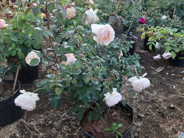 29 Tết thu 400 triệu: Chiều 30 Tết, 9X mới nghỉ để đếm tiền-7