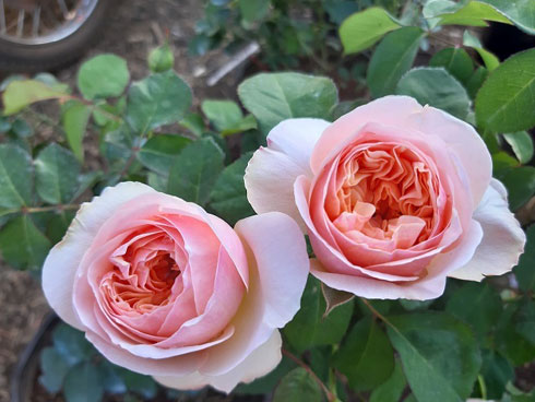 Quái cá có họa tiết kỳ lạ trên đầu khiến dân mạng hoảng hồn-5