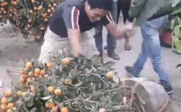 Nhất định không bán cho khách với giá rẻ, người đàn ông cầm dao chặt quất cảnh giữa chợ-1