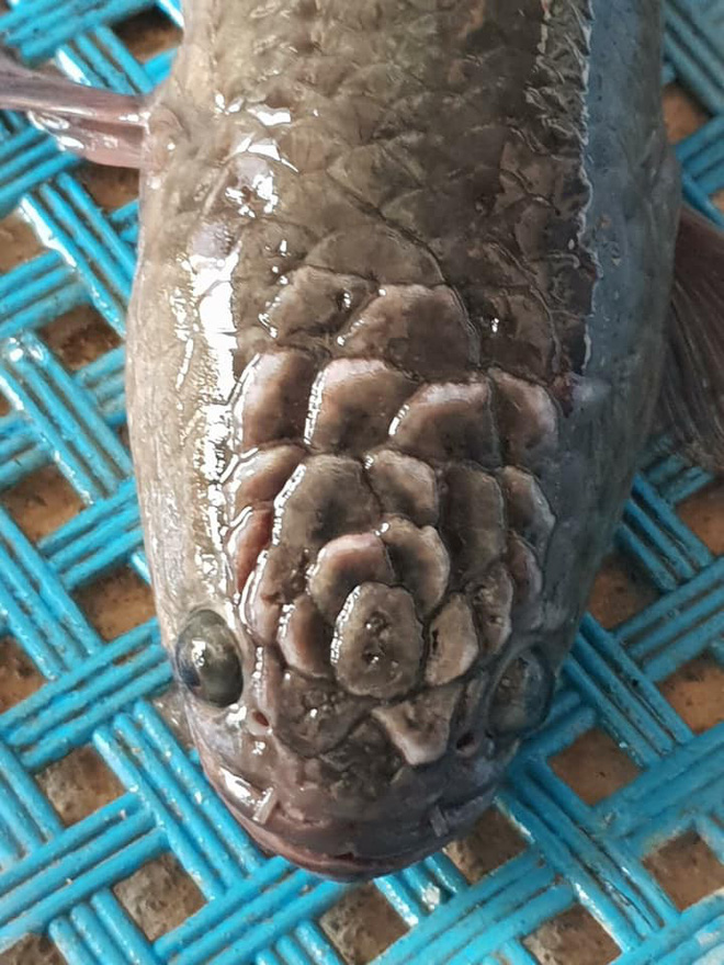 Quái cá có họa tiết kỳ lạ trên đầu khiến dân mạng hoảng hồn-3