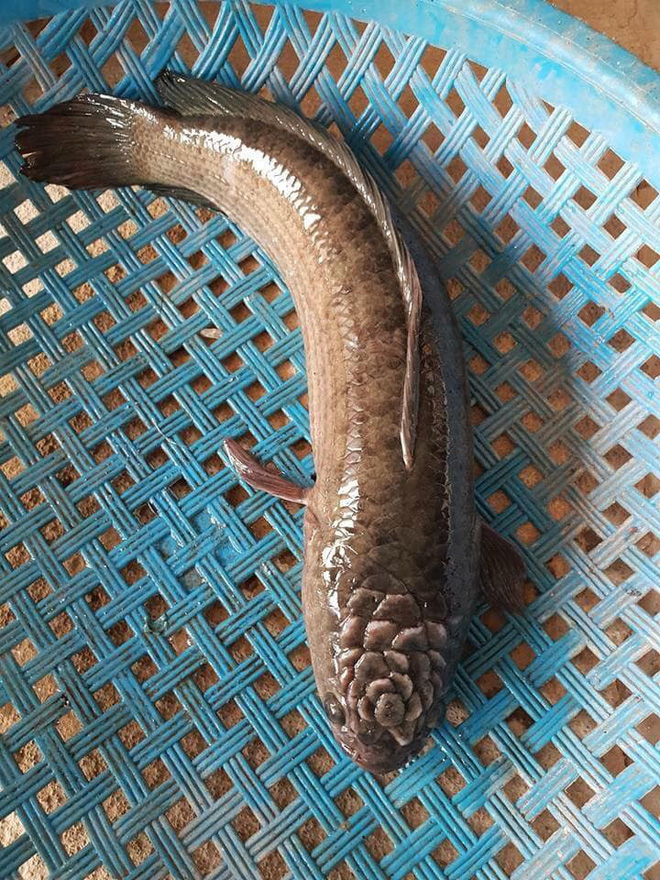 Quái cá có họa tiết kỳ lạ trên đầu khiến dân mạng hoảng hồn-2