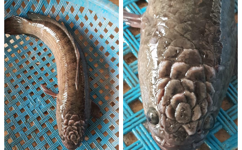 Quái cá có họa tiết kỳ lạ trên đầu khiến dân mạng hoảng hồn-4