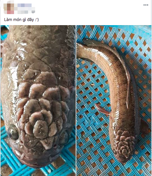 Quái cá có họa tiết kỳ lạ trên đầu khiến dân mạng hoảng hồn-1