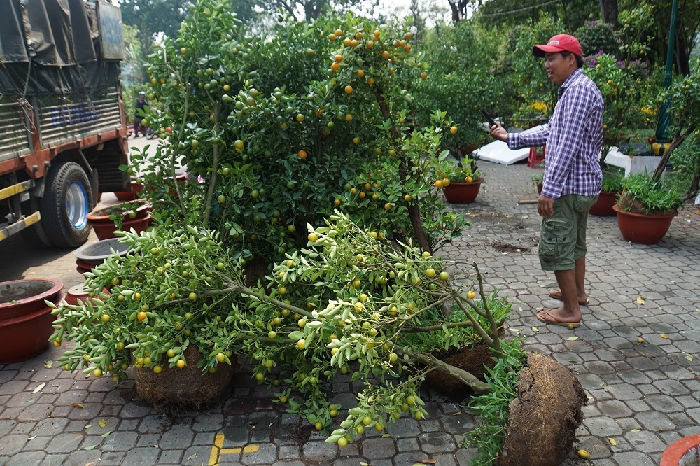 Tiểu thương thẳng tay đập bỏ, chặt gốc hoa đem về, không bán rẻ chiều 30 Tết-6