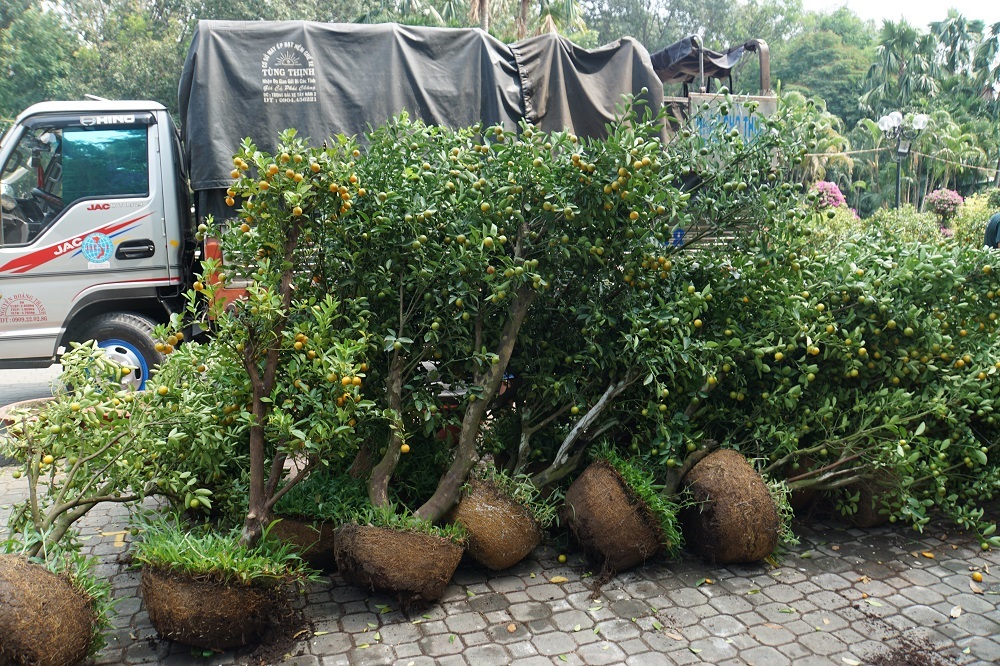 Tiểu thương thẳng tay đập bỏ, chặt gốc hoa đem về, không bán rẻ chiều 30 Tết-7