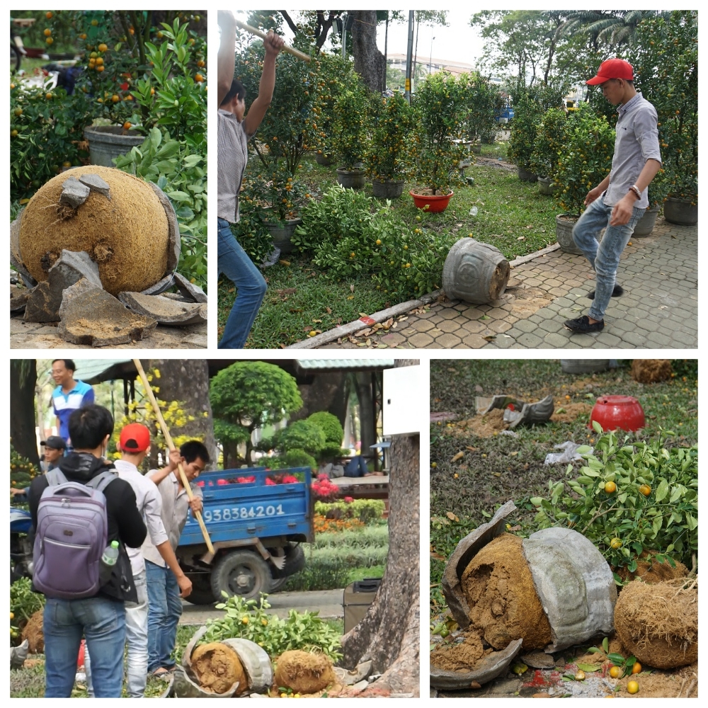 Tiểu thương thẳng tay đập bỏ, chặt gốc hoa đem về, không bán rẻ chiều 30 Tết-8