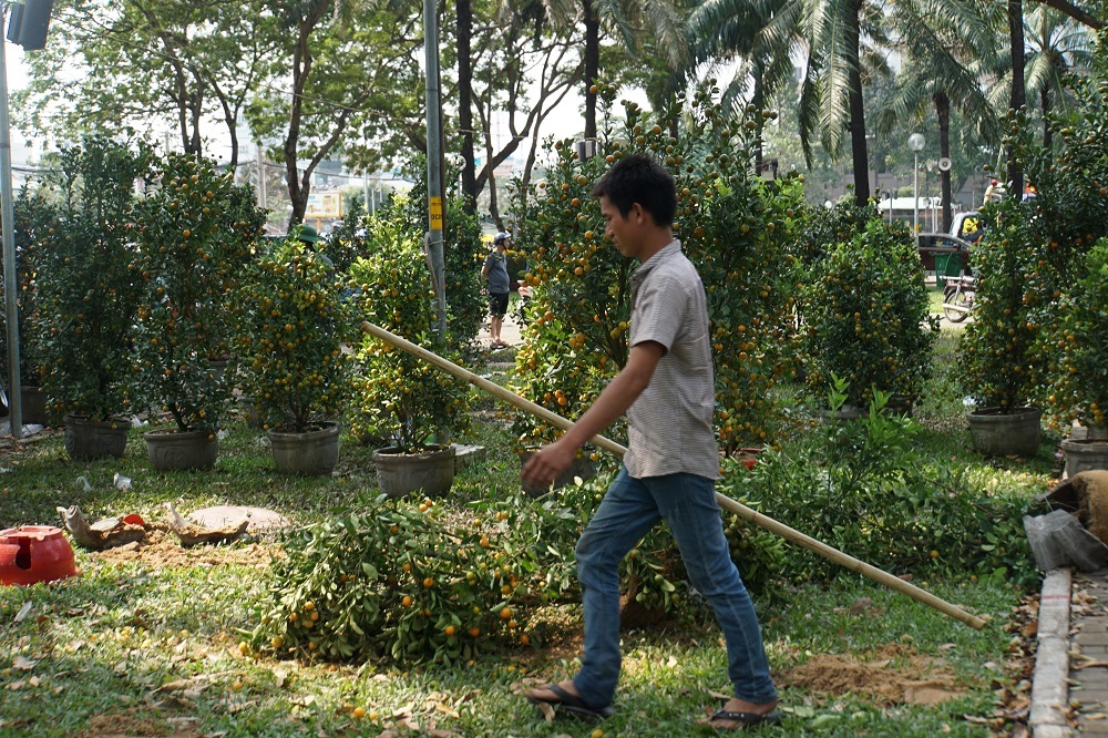 Tiểu thương thẳng tay đập bỏ, chặt gốc hoa đem về, không bán rẻ chiều 30 Tết-9