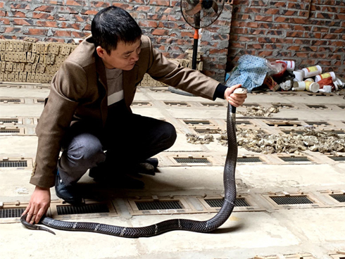 Cụ mai 55 tuổi, giá hơn 2 tỷ thu hút hàng nghìn người chụp ảnh ngày đầu năm-12