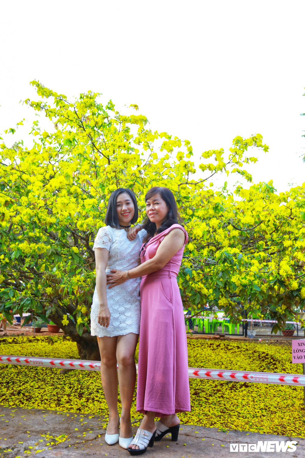 Cụ mai 55 tuổi, giá hơn 2 tỷ thu hút hàng nghìn người chụp ảnh ngày đầu năm-10