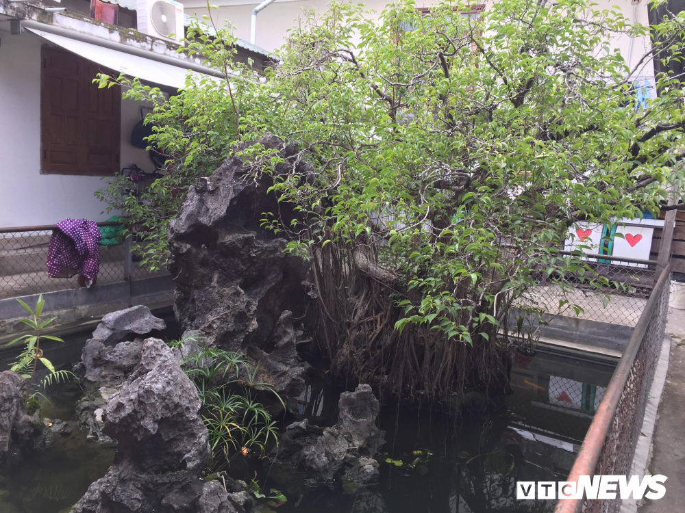 Cây sanh giá chục tỷ của bạo chúa miền Trung Ngô Đình Cẩn-1