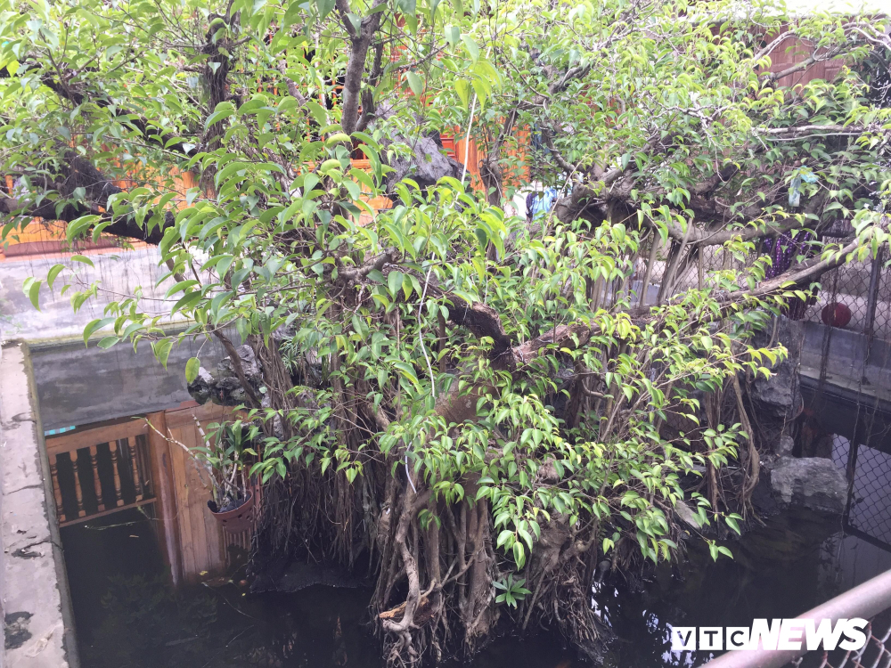 Cây sanh giá chục tỷ của bạo chúa miền Trung Ngô Đình Cẩn-2
