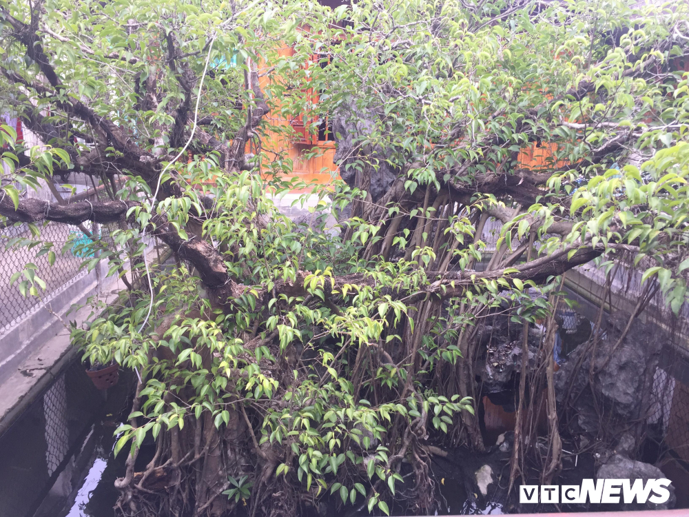 Cây sanh giá chục tỷ của bạo chúa miền Trung Ngô Đình Cẩn-3