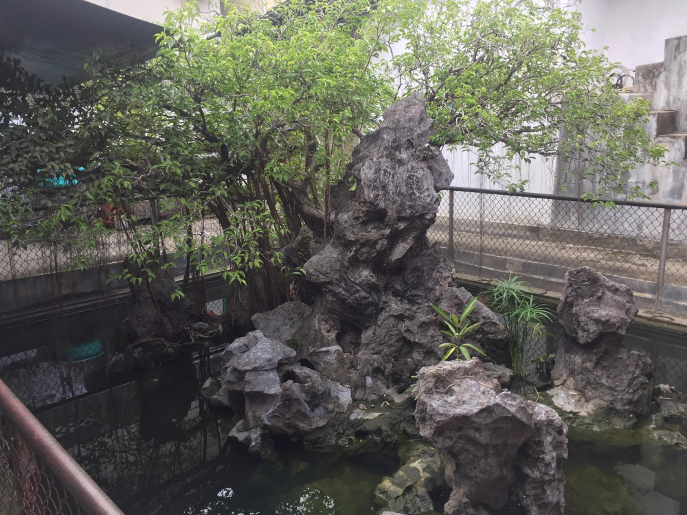 Cây sanh giá chục tỷ của bạo chúa miền Trung Ngô Đình Cẩn-4