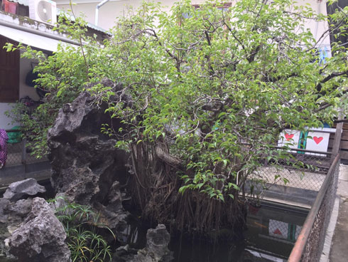 Hai cây sanh khủng của doanh nhân bí ẩn ở Hà Nội-14