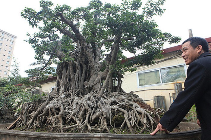 Hai cây sanh khủng của doanh nhân bí ẩn ở Hà Nội-3