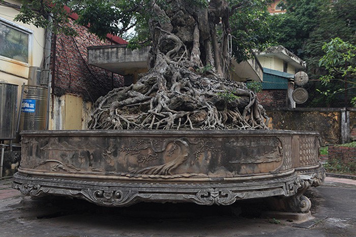 Hai cây sanh khủng của doanh nhân bí ẩn ở Hà Nội-5