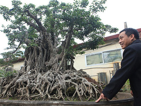 Đại gia phố núi sở hữu cây trắc cổ thụ trăm tuổi trị giá hàng tỷ đồng-4