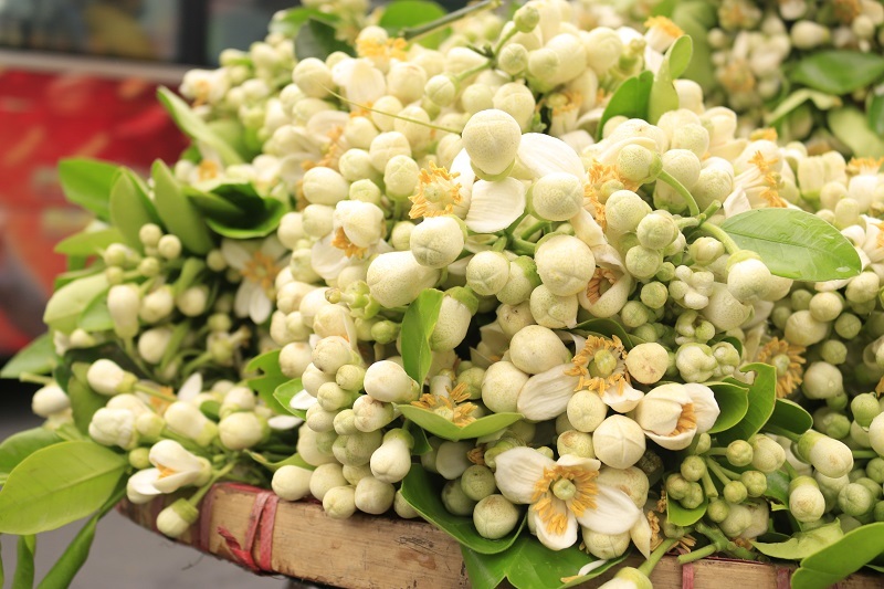 Đào phai, mai tàn, dân Hà thành chơi hoa bày đĩa nửa triệu/kg-2