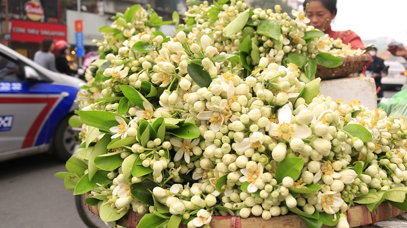 Đào phai, mai tàn, dân Hà thành chơi hoa bày đĩa nửa triệu/kg-1