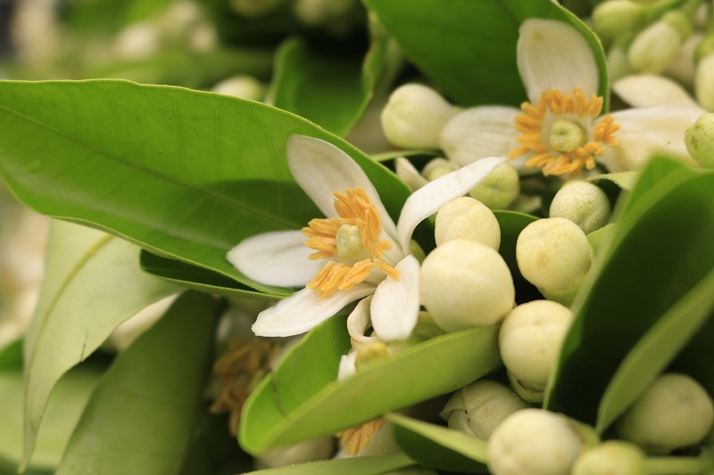 Đào phai, mai tàn, dân Hà thành chơi hoa bày đĩa nửa triệu/kg-3