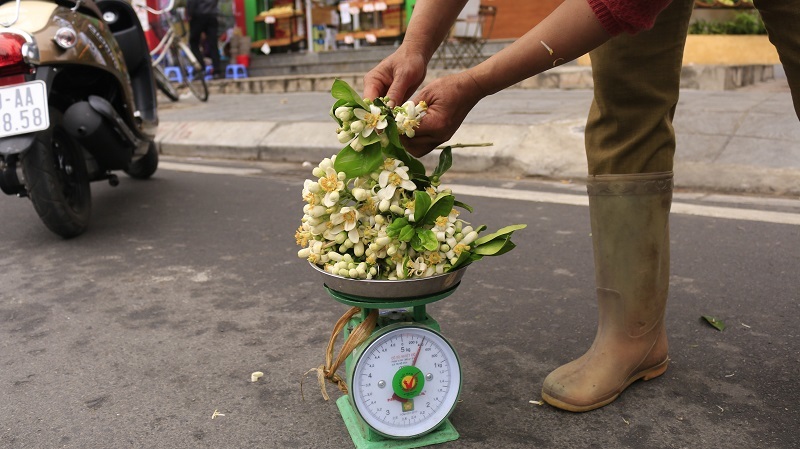 Đào phai, mai tàn, dân Hà thành chơi hoa bày đĩa nửa triệu/kg-6