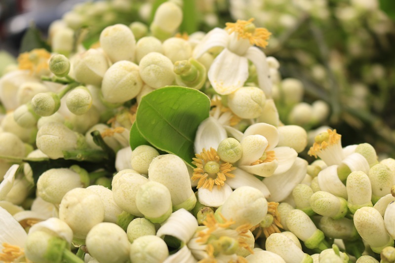 Đào phai, mai tàn, dân Hà thành chơi hoa bày đĩa nửa triệu/kg-11