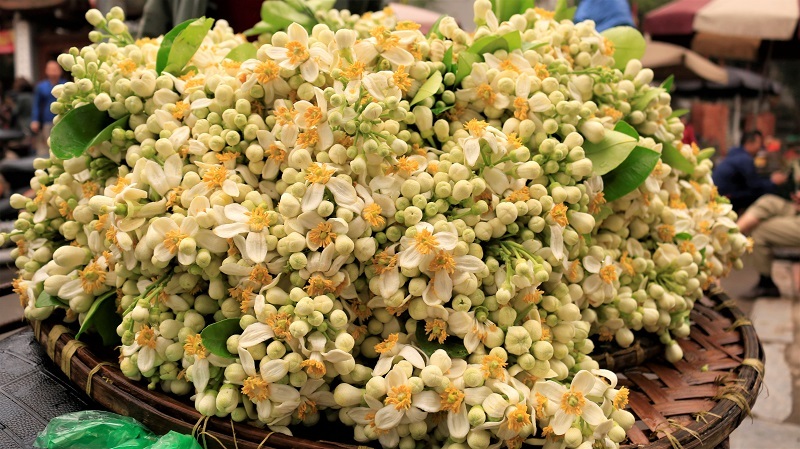 Đào phai, mai tàn, dân Hà thành chơi hoa bày đĩa nửa triệu/kg-12