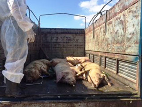 Cảnh báo đáng sợ được phát đi: Dính bệnh này chết chắc 100% cả đàn-2