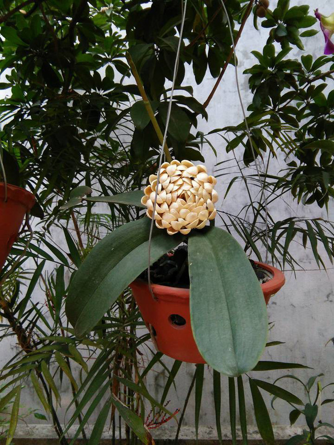 Sự thật về bông hoa trắng lạ, không ai biết tên đang gây xôn xao mạng xã hội-1