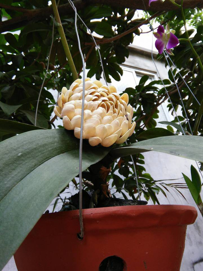 Sự thật về bông hoa trắng lạ, không ai biết tên đang gây xôn xao mạng xã hội-2