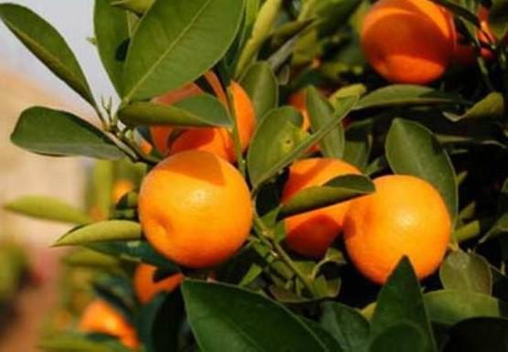 Tiêu chảy, ngộ độc vì dùng quất Tết để làm thuốc trị ho cho con-1