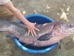 Sự thật thông tin người dân Hà Nội bắt được cá khủng hơn 1 tạ trên sông Nhuệ-4