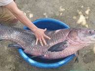 Bắt được cá trắm 'khủng' nặng 33kg, dài gần 1m hiếm có