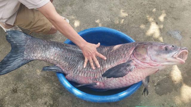 Bắt được cá trắm khủng nặng 33kg, dài gần 1m hiếm có-2