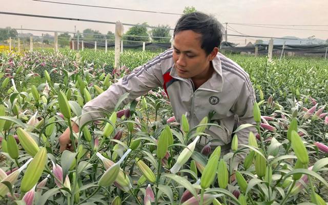 Vườn hoa tiền tỷ của chàng công nhân gác tàu xứ Thanh-2